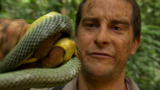 Man vs. Wild: Snake Bites Bear