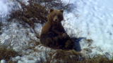 Bear Family in Avalanche Country