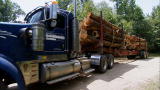 Swamp Loggers: Hungry Drivers