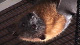 Why? Tell Me Why!: Bats