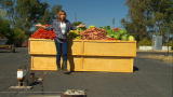 MythBusters: Hollywood Fruit Stand MiniMyth