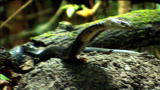 Man vs. Wild: Spitting Cobra Showdown