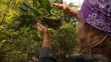 Dual Survival: Red Ant Snacks