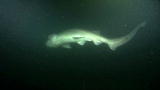 play video on Discovery Channel