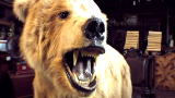 Auction Kings: Bear Bidding War