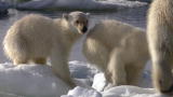 Frozen Planet: Polar Bears in Decline