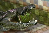Crocodile Feeding Frenzy: High-Speed Bite