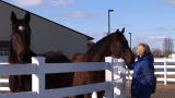News: Equine Center Raises Bar in Horse Medicine