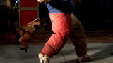 Time Warp: Dog Attack