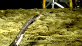 Time Warp: Spitting Cobra
