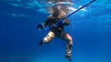 Shark Week: Blood, Noise and Sharks