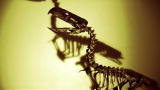 Mega Beasts: Meet The Terror Bird