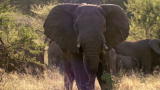 Dual Survival 2: Elephant Warning