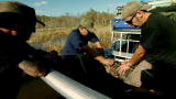 Swamp Brothers: Three Legged Gator
