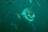 I Was Bitten: Great White Shark Attack
