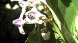 Short Attention: Plants Poison Color