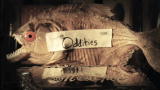 Oddities: Introducing Oddities