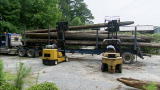 Swamp Loggers: Special Timber