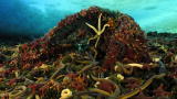 Life: Nemertean Worms and Sea Stars