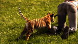 Time Warp: Pouncing Tiger Cub
