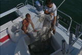 Shark Week: Shark Transportation