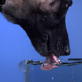 Time Warp: Dog Drinking Water