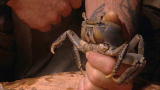 Dual Survival: Exotic Appetizers