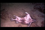 The Ultimate Guide to Sharks: Deep Water Sharks
