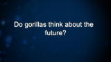 Curiosity: Do gorillas think about the future?