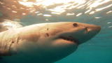 Shark Week: Stalked By a Shark