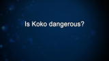 Curiosity: Is Koko dangerous?
