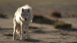 Frozen Planet: An Arctic Wolf Visits Camp