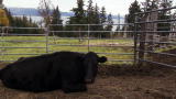 Alaska: The Last Frontier: Preparing for Death