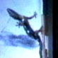 Animals: Geckos Grab Walls With Tail