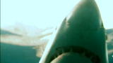 Shark Week: Sharks in San Diego?