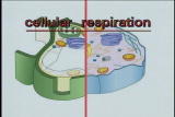 Assignment Discovery Shorts 06/07,07/08: Cellular Respiration