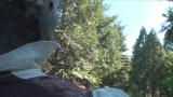 MythBusters: Conifer Catapult Angle 1