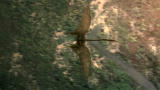 Clash of the Dinosaurs: Reptilian Stealth Bomber