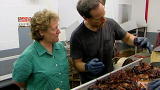 Dirty Jobs: Bath Before Slaughter