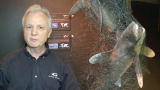 Sharks at Georgia Aquarium: Are Sharks Predator or Prey?