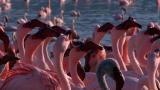 Baboons Prey on Flamingos