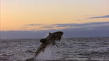Shark Week: Great Whites Shift to Seals
