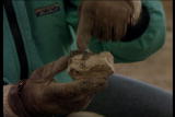 Assignment Discovery Shorts 06/07,07/08: Dinosaur Dung