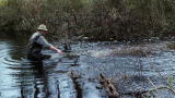 Swamp Loggers: Beaver Dam Blues