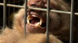 Wild Animal Repo: Wrangling Monks