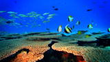 Curiosity: The Ocean: Our Final Frontier