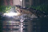 Crocodile Feeding Frenzy: Croc Bait