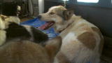 Flying Wild Alaska: Canine Air Delivery