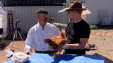 MythBusters: Chicken Gun MiniMyth