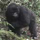 Gorillas in Peril: Snare Scare